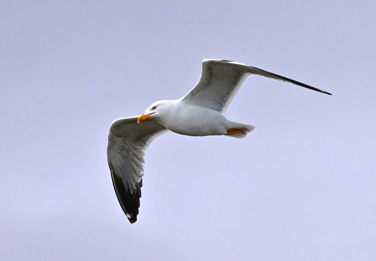 Mittelmeermöwe - ML647612542