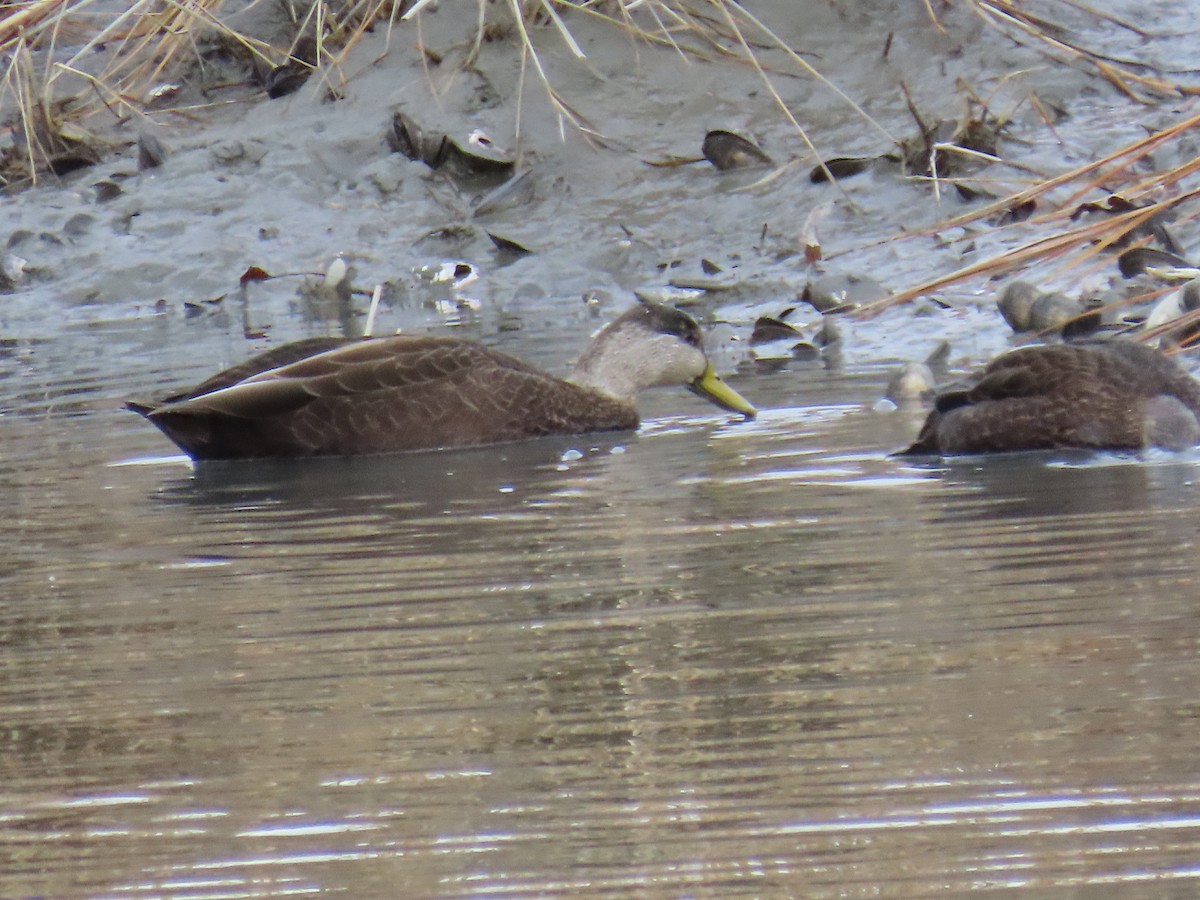 Dunkelente - ML647612543