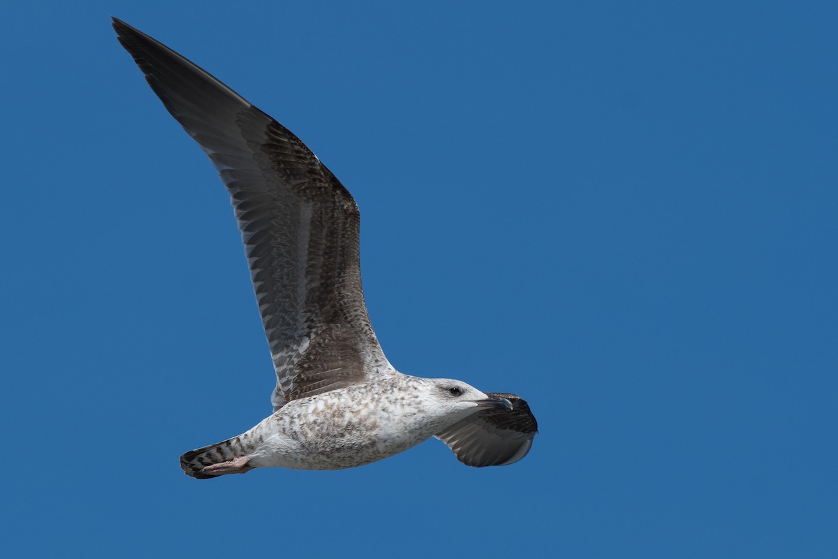 Heringsmöwe - ML647612544