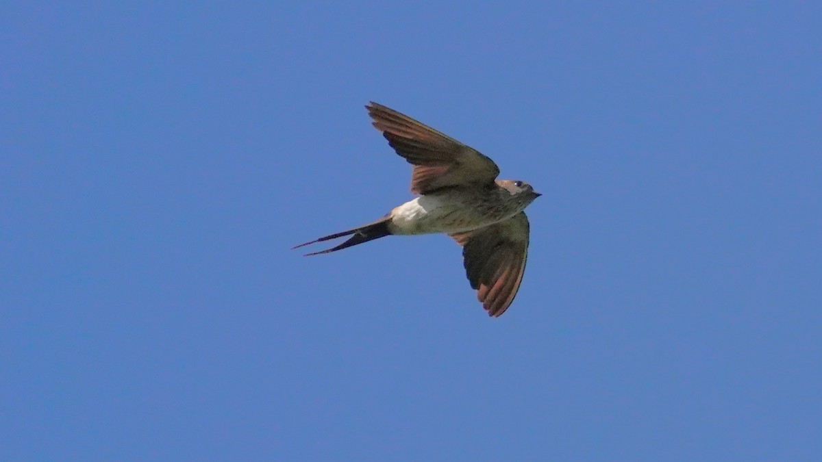 Strichelrötelschwalbe - ML647612545