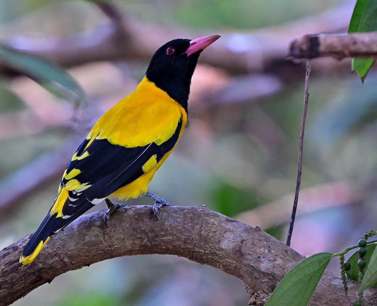 Bengalenpirol - ML647612546