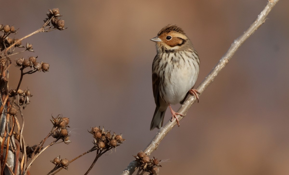 Zwergammer - ML647612547