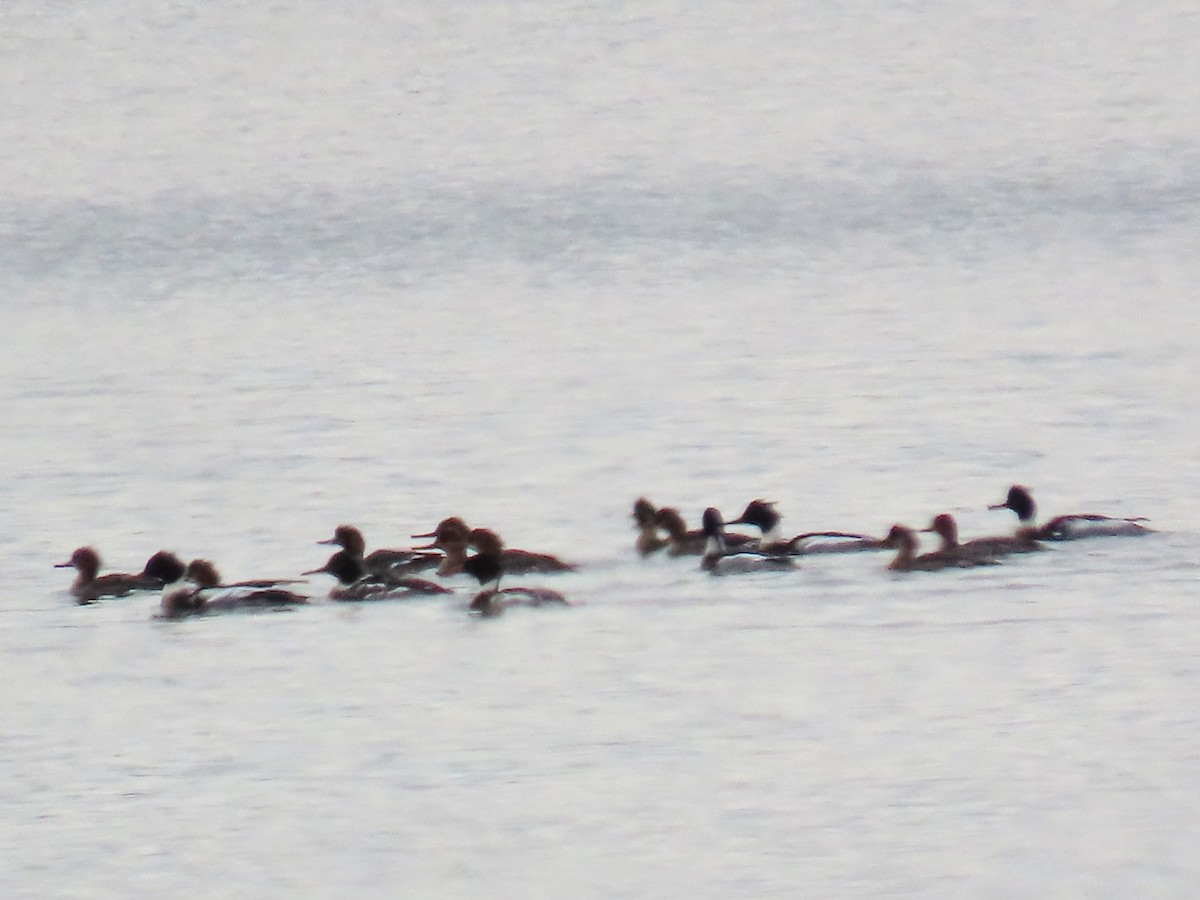 Mittelsäger - ML647612548