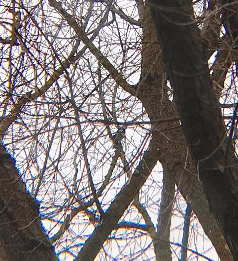 Tannenmeise - ML647612549