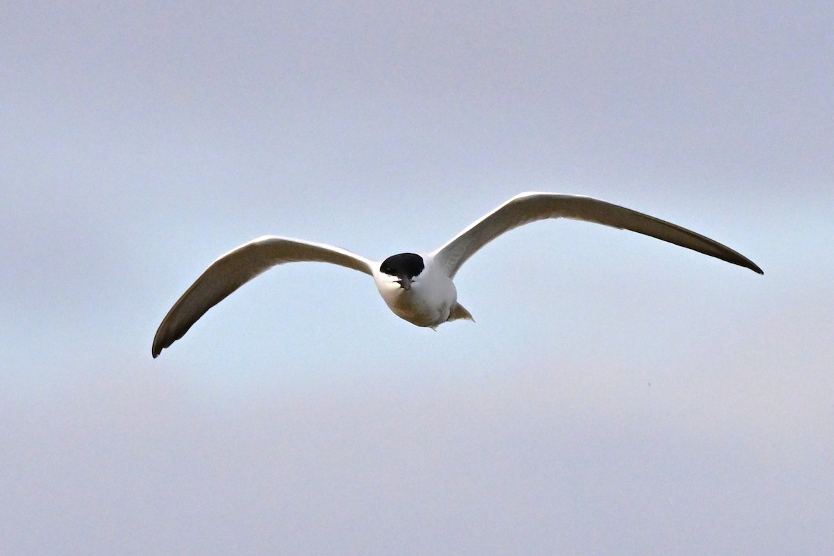 Lachseeschwalbe - ML647612550