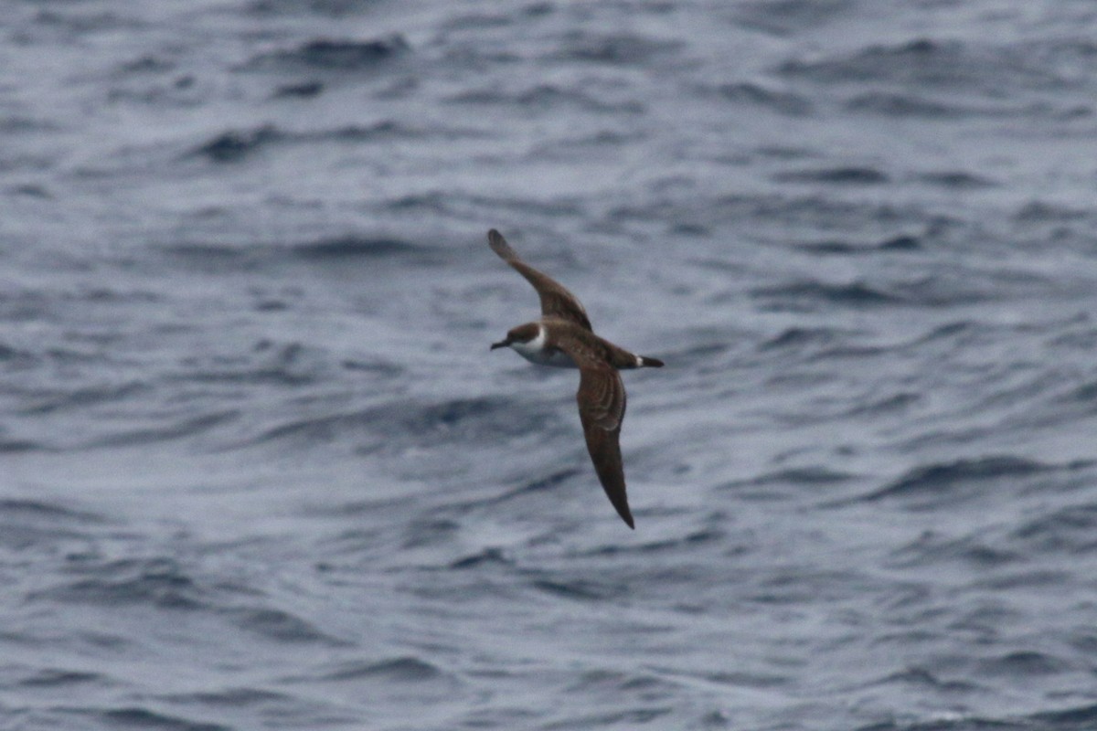 Kappensturmtaucher - ML647612553