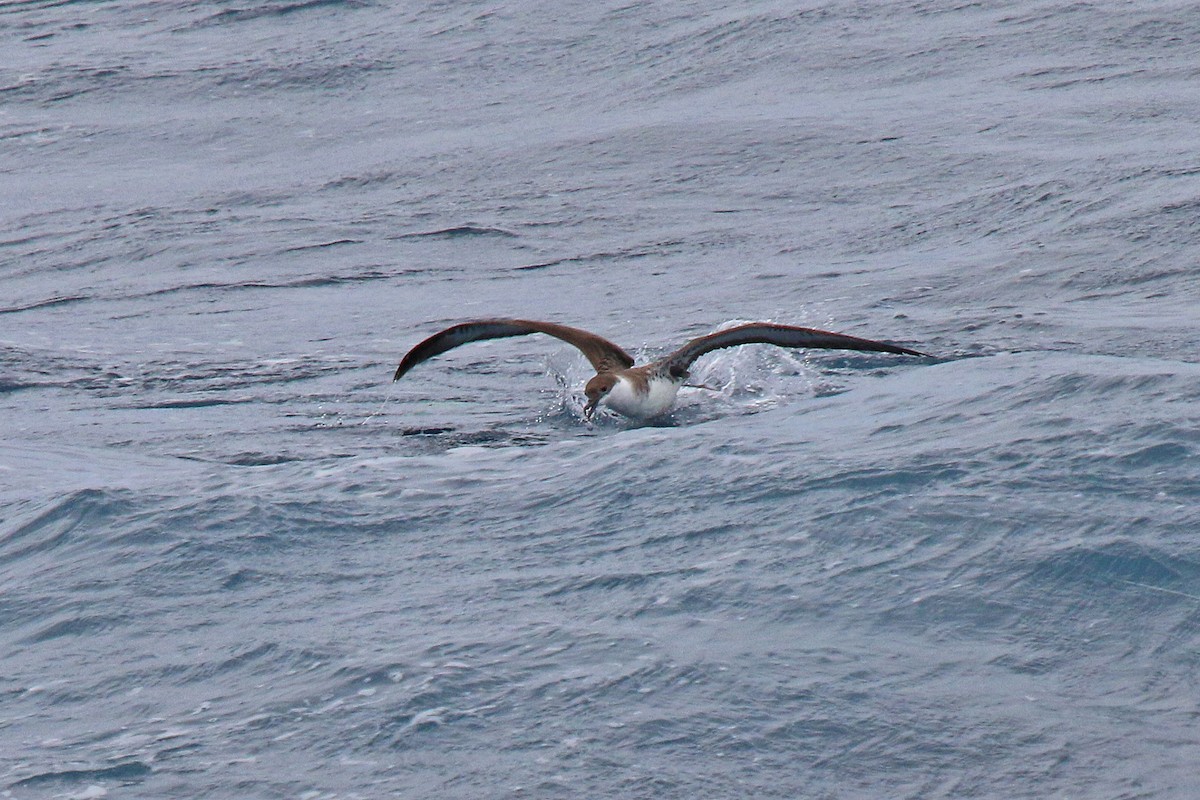 Kappensturmtaucher - ML647612554