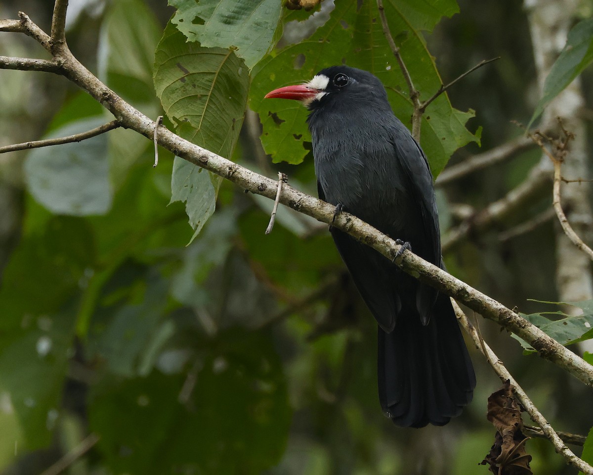 Weißstirn-Faulvogel - ML647612556