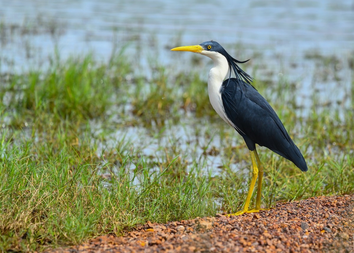 白頸黑鷺 - ML647612568