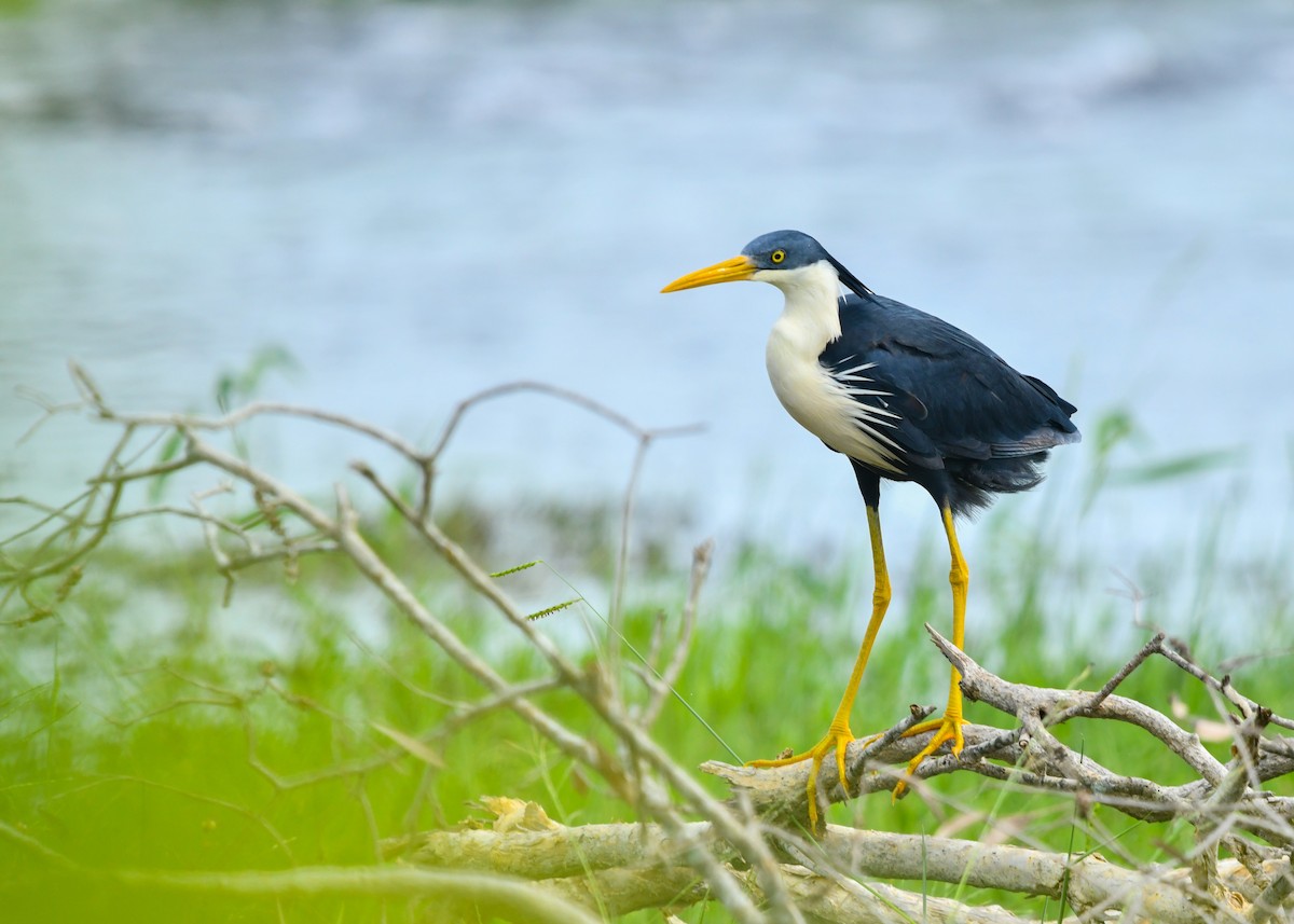 Pied Heron - ML647612573