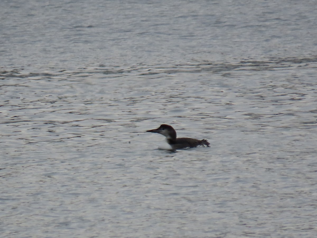 Common Loon - ML647612576