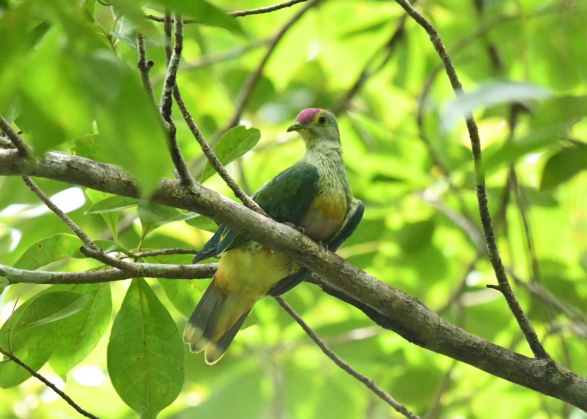 Rose-crowned Fruit-Dove - ML647612580