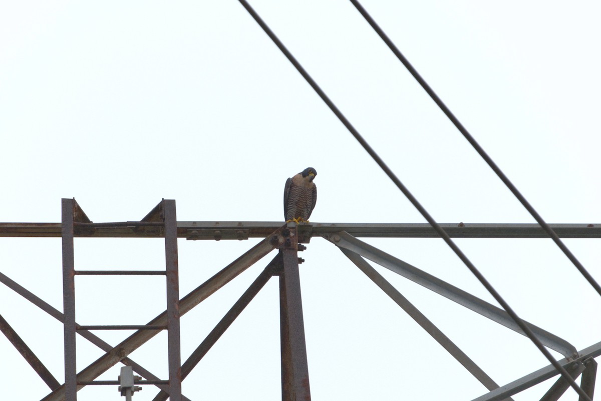 vandrefalk - ML647612599