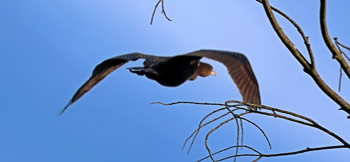 storskarv - ML647612601