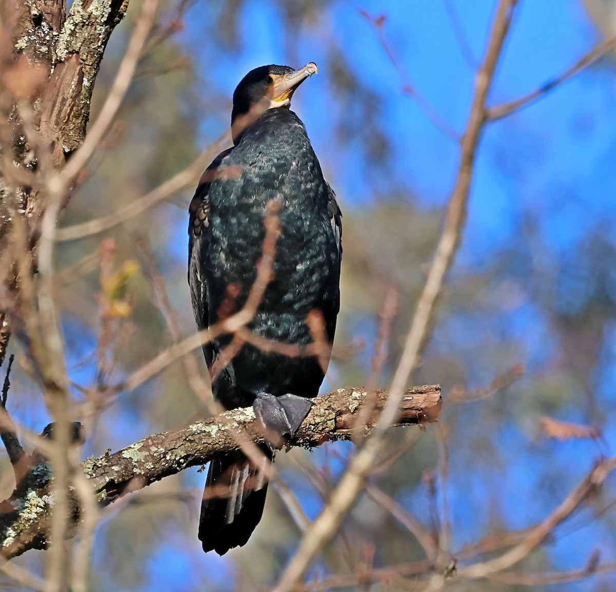 storskarv - ML647612604