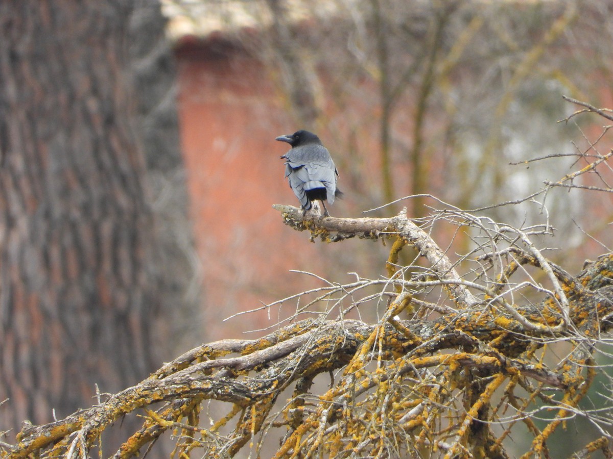 Belabeltza - ML647612627