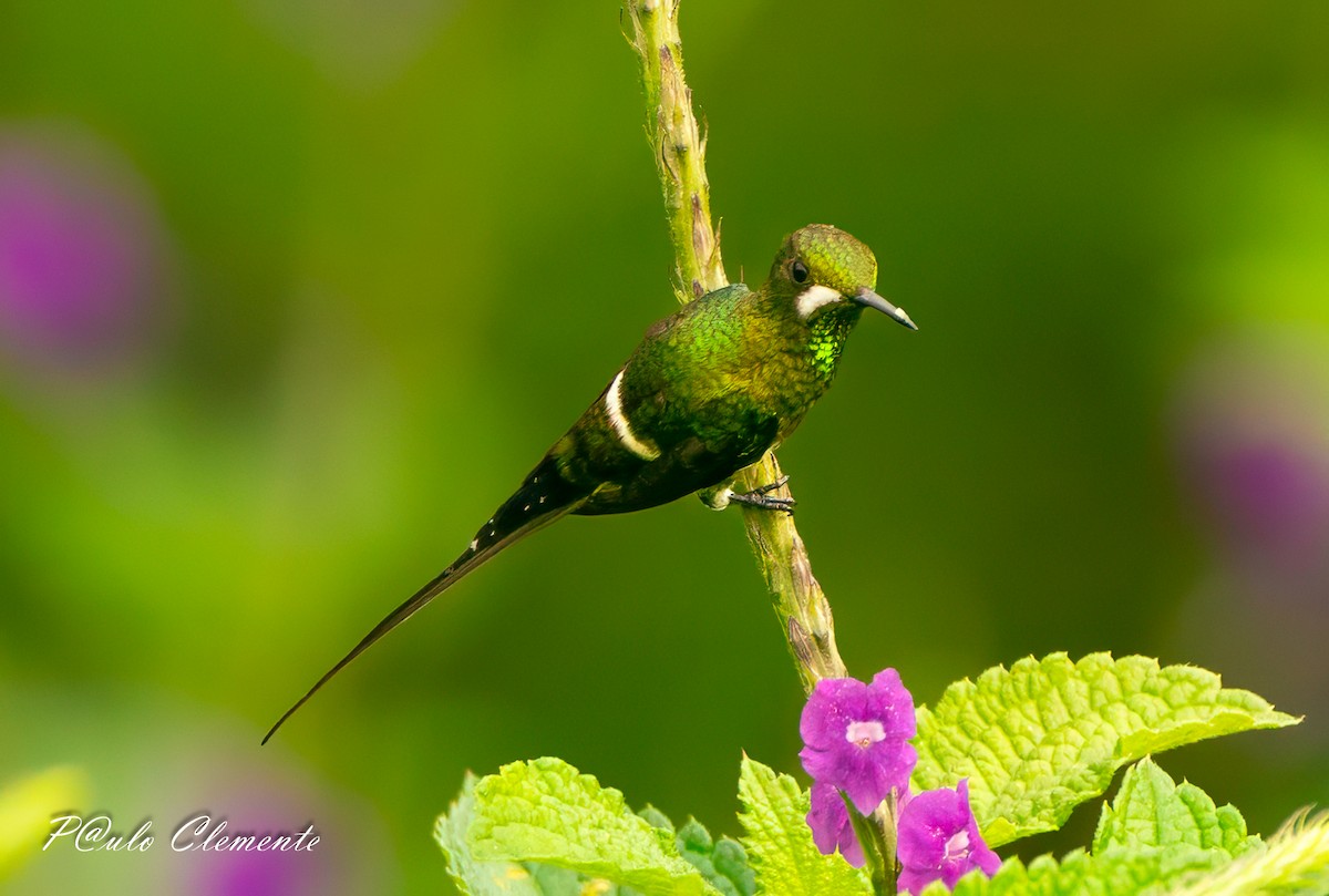 Black-bellied Thorntail - ML647612629