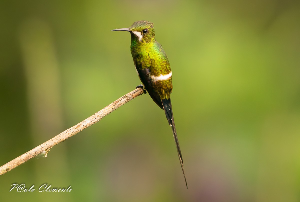 Black-bellied Thorntail - ML647612630