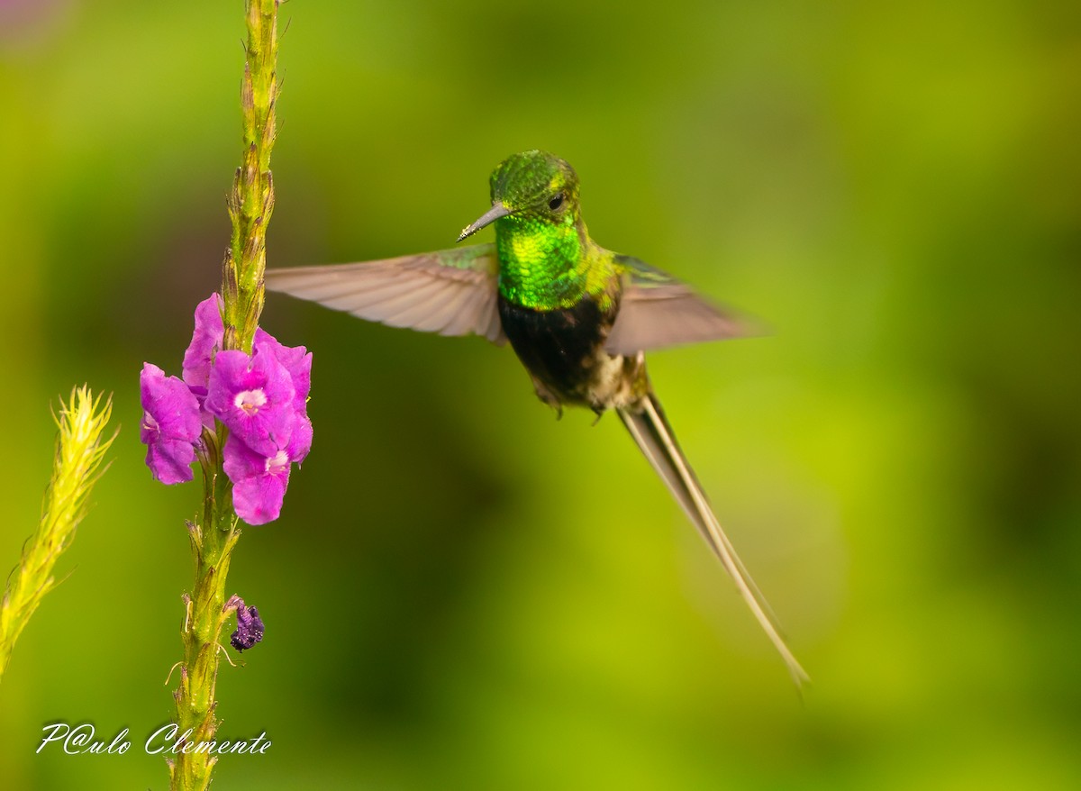 Black-bellied Thorntail - ML647612631