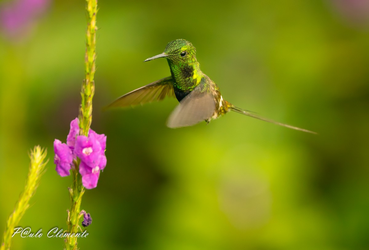 Black-bellied Thorntail - ML647612632