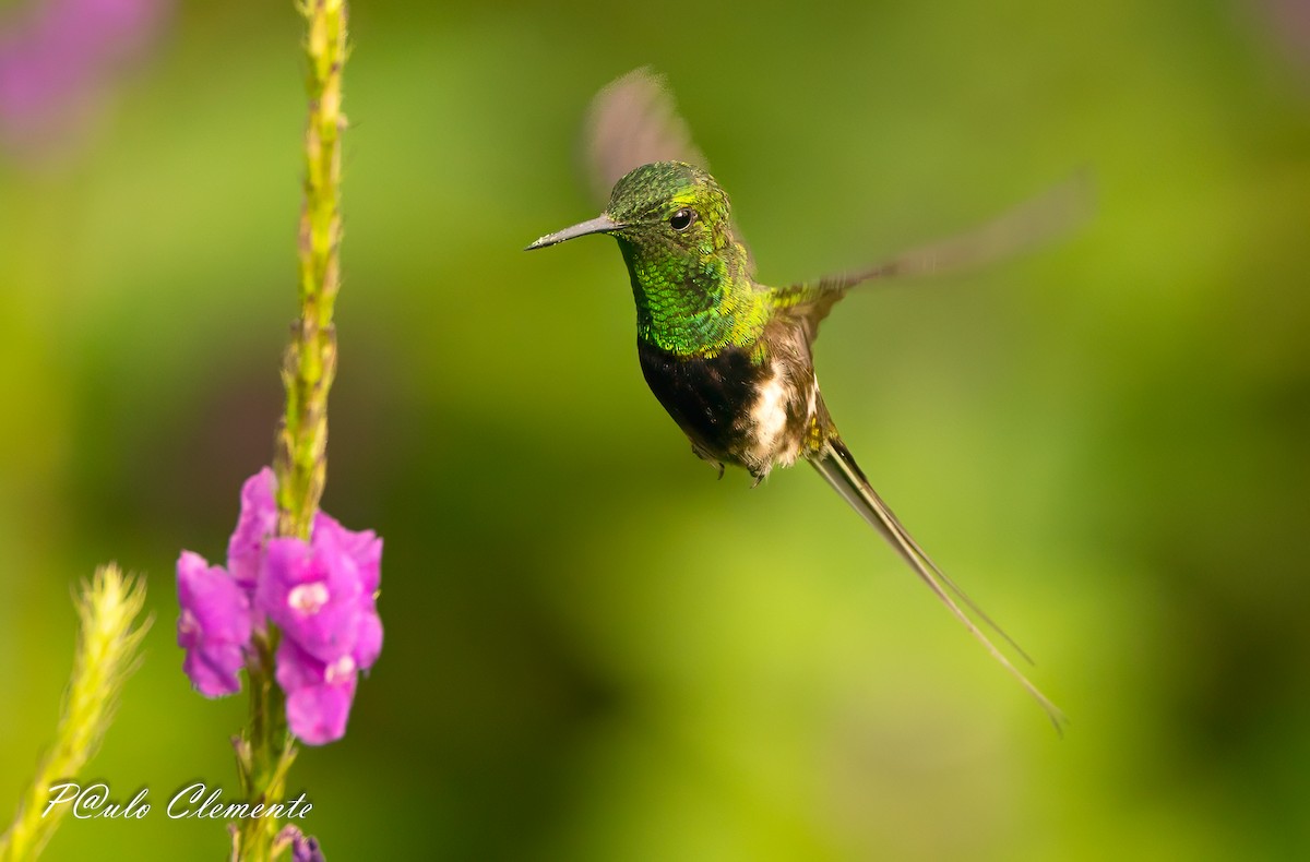 Black-bellied Thorntail - ML647612633