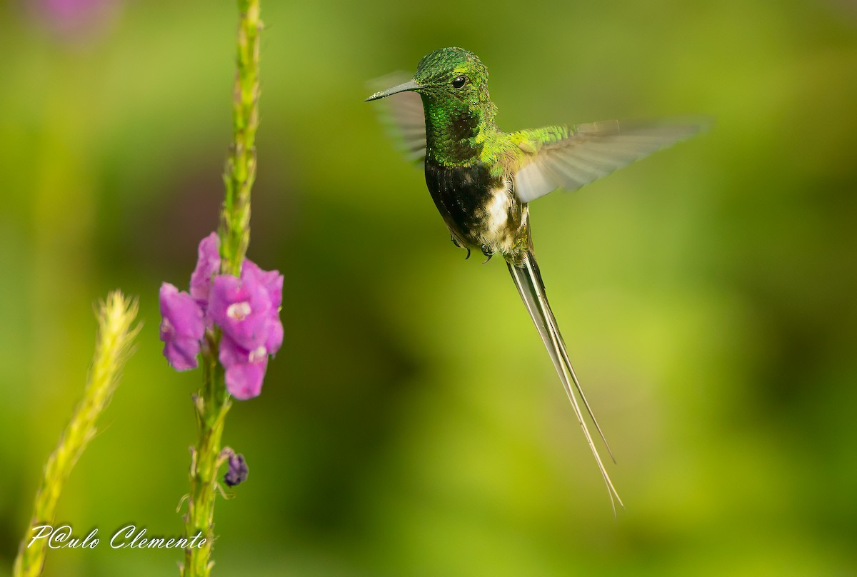 Black-bellied Thorntail - ML647612634