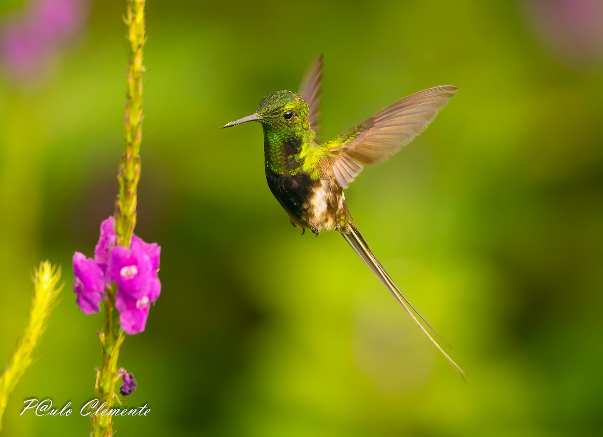 Black-bellied Thorntail - ML647612635