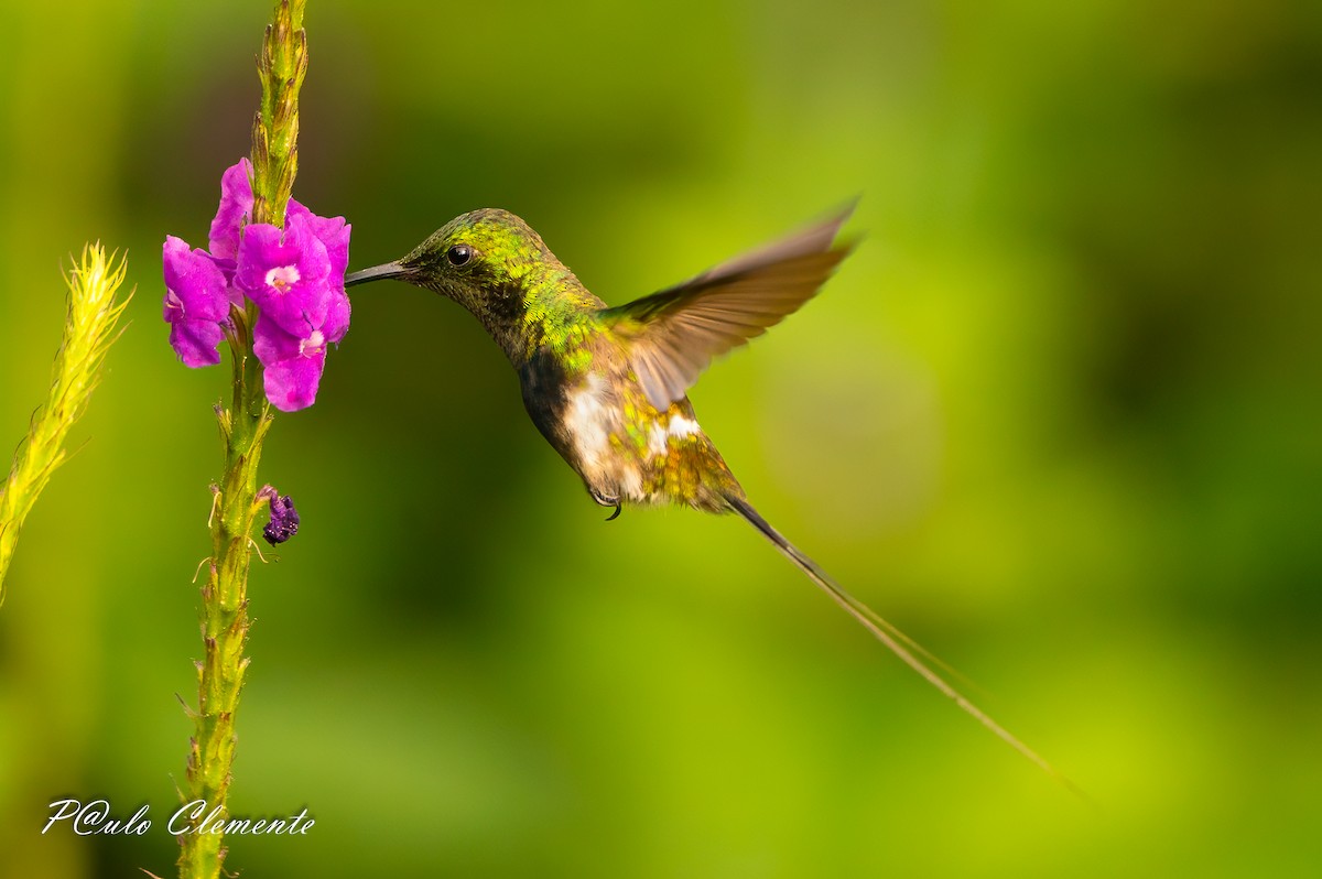 Black-bellied Thorntail - ML647612636