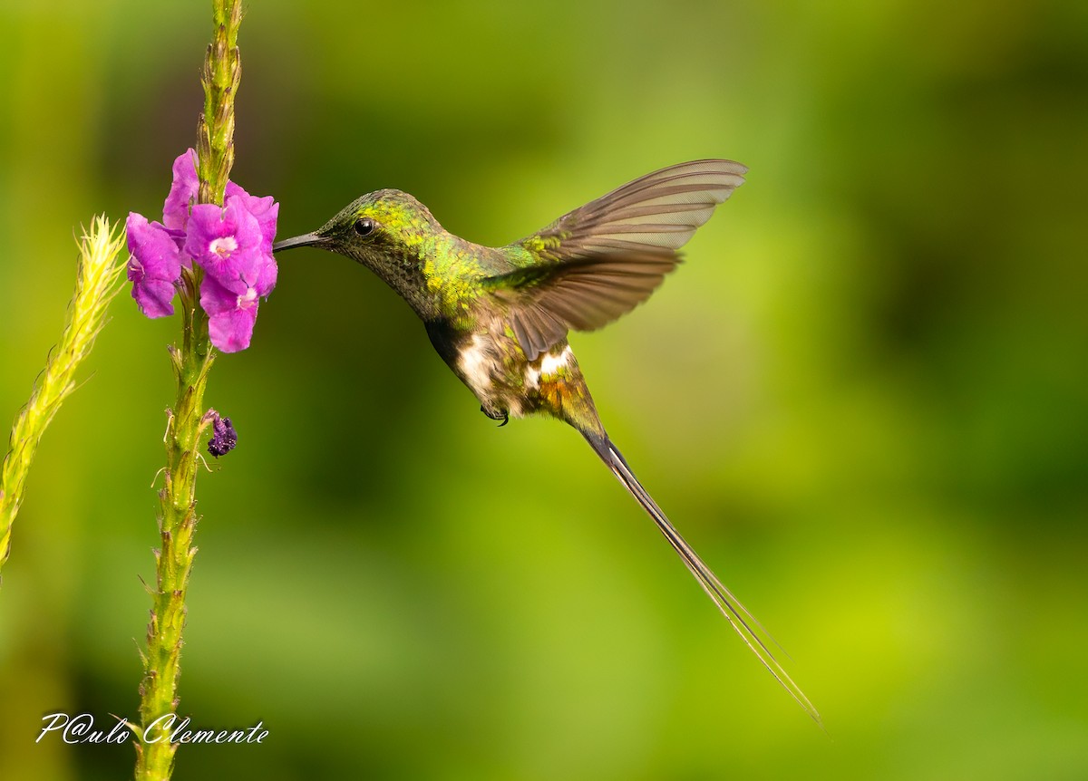 Black-bellied Thorntail - ML647612637
