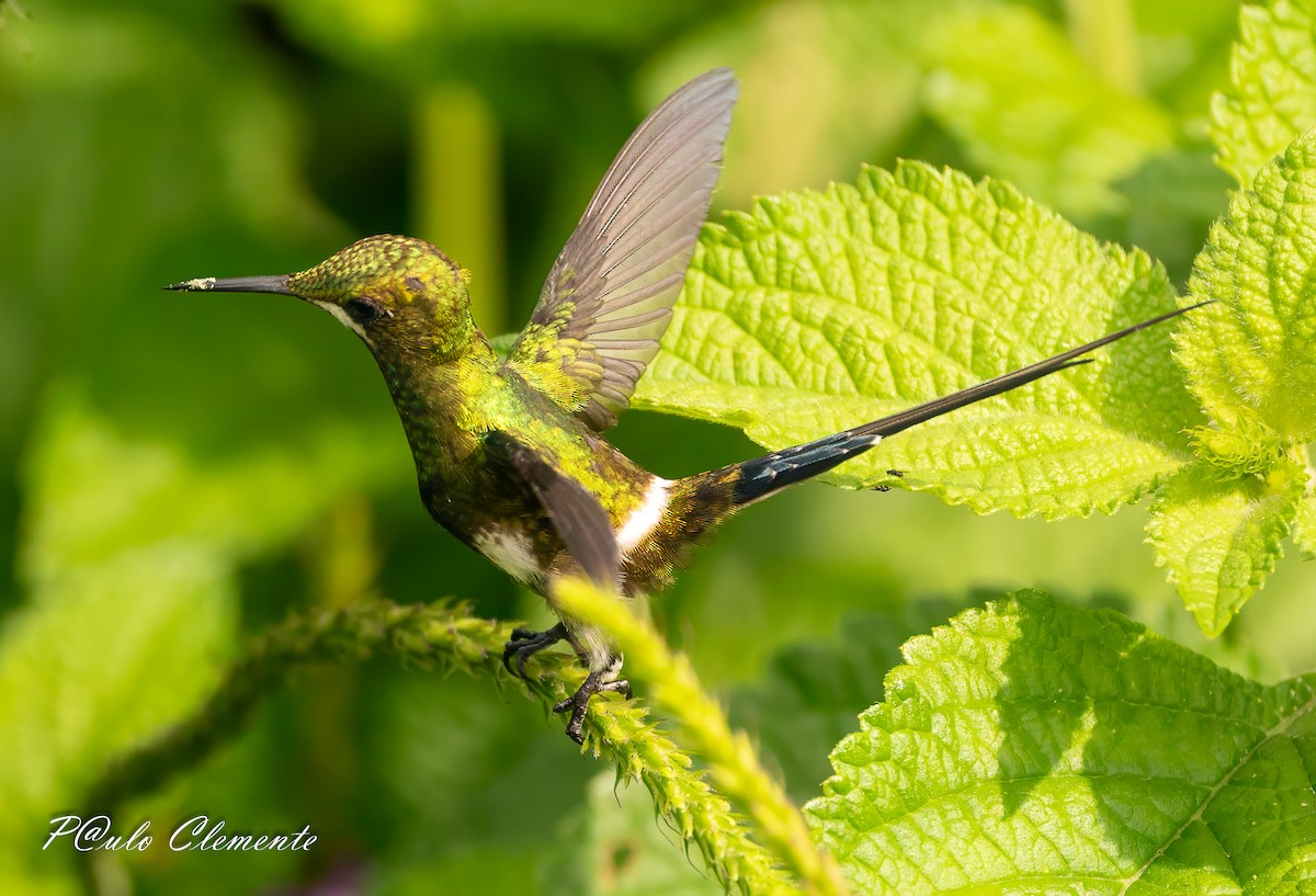 Black-bellied Thorntail - ML647612638