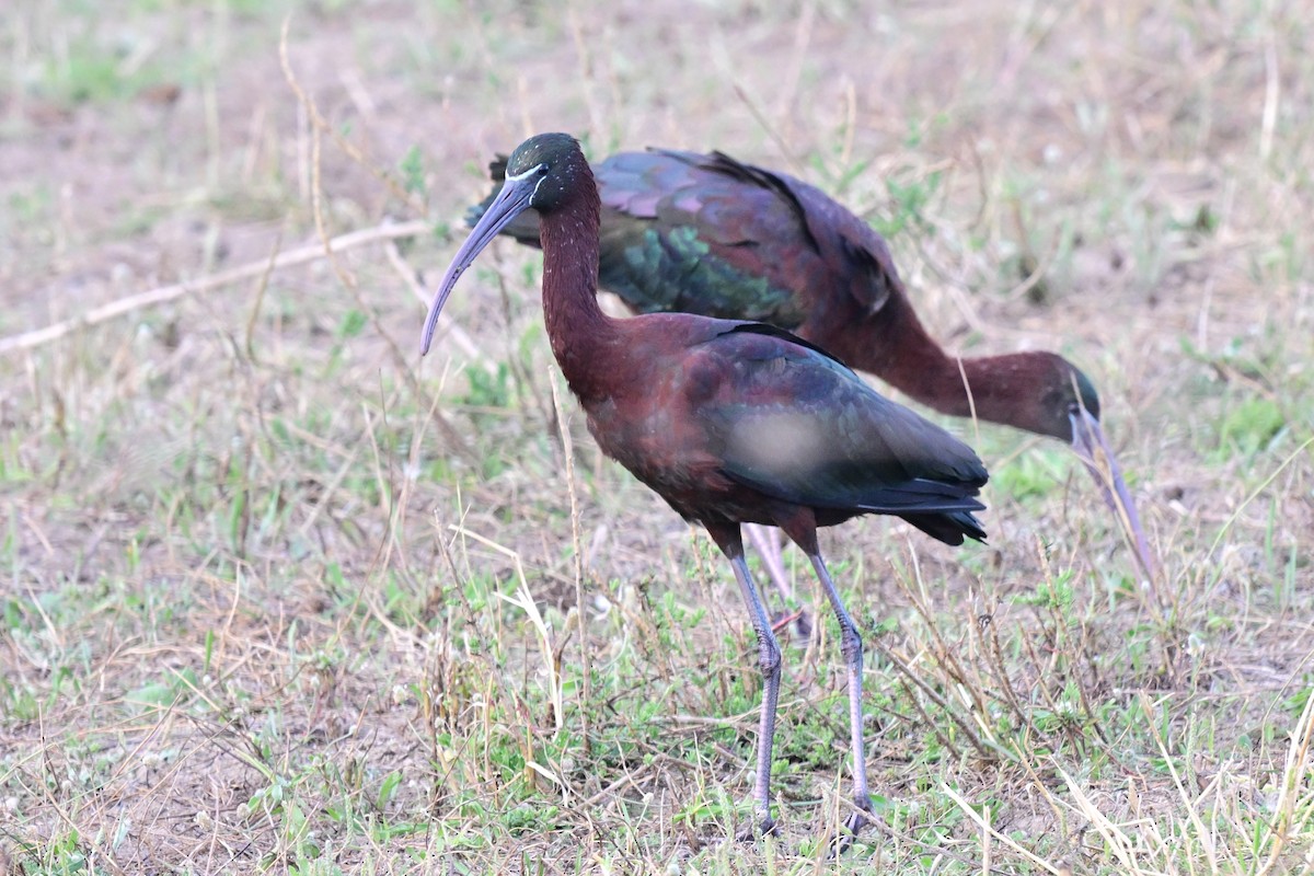 Beltzaran arrunta - ML647612639