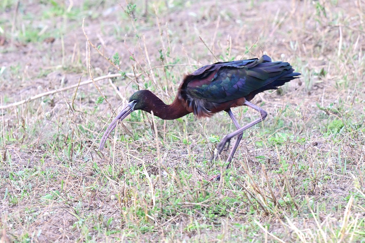 Beltzaran arrunta - ML647612640