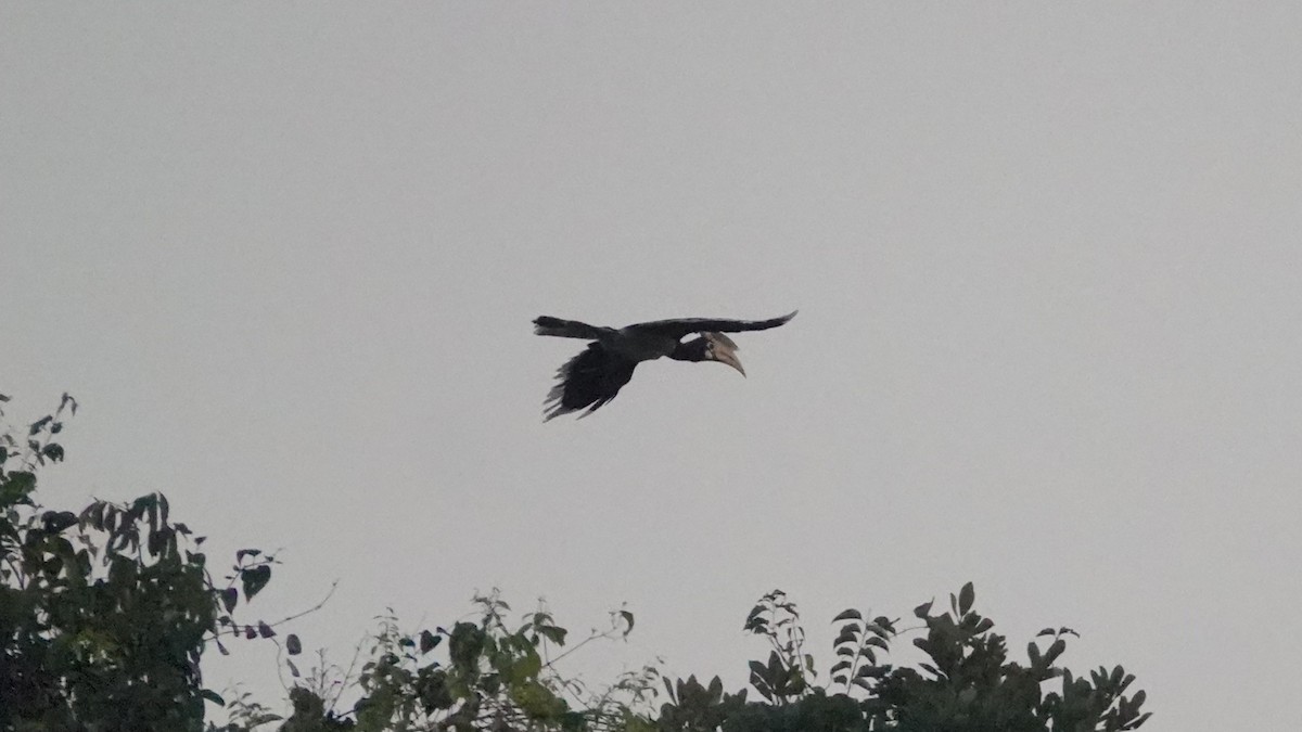 Malabar Pied-Hornbill - ML647612641