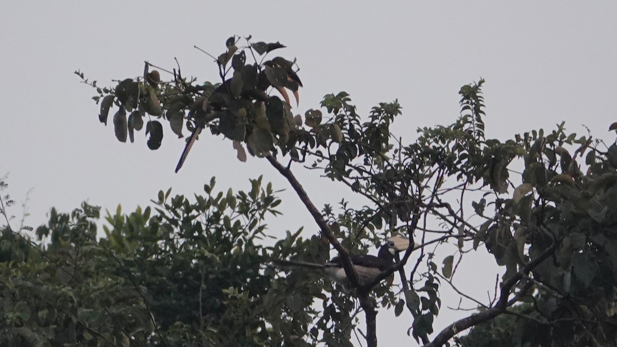 Malabar Pied-Hornbill - ML647612642
