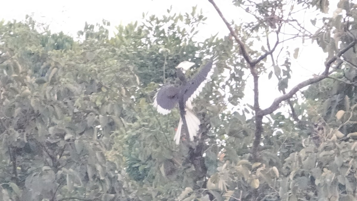 Malabar Pied-Hornbill - ML647612643