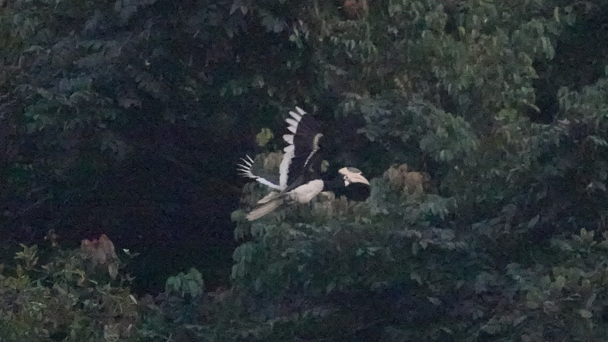 Malabar Pied-Hornbill - ML647612644