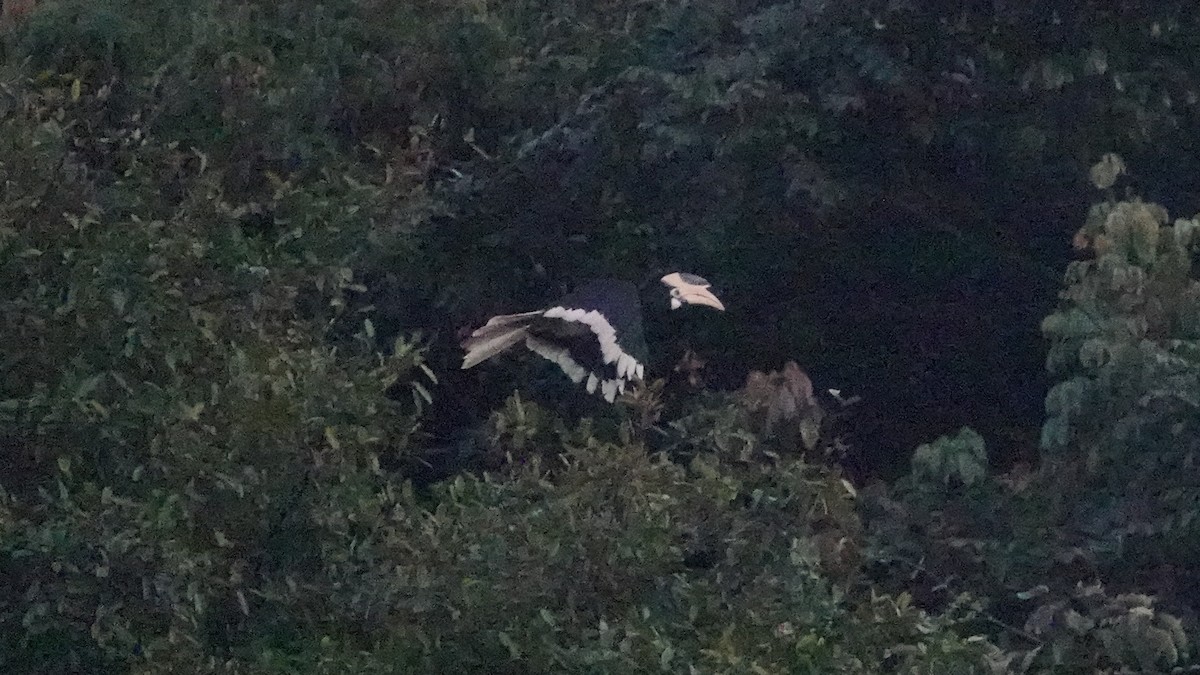 Malabar Pied-Hornbill - ML647612645