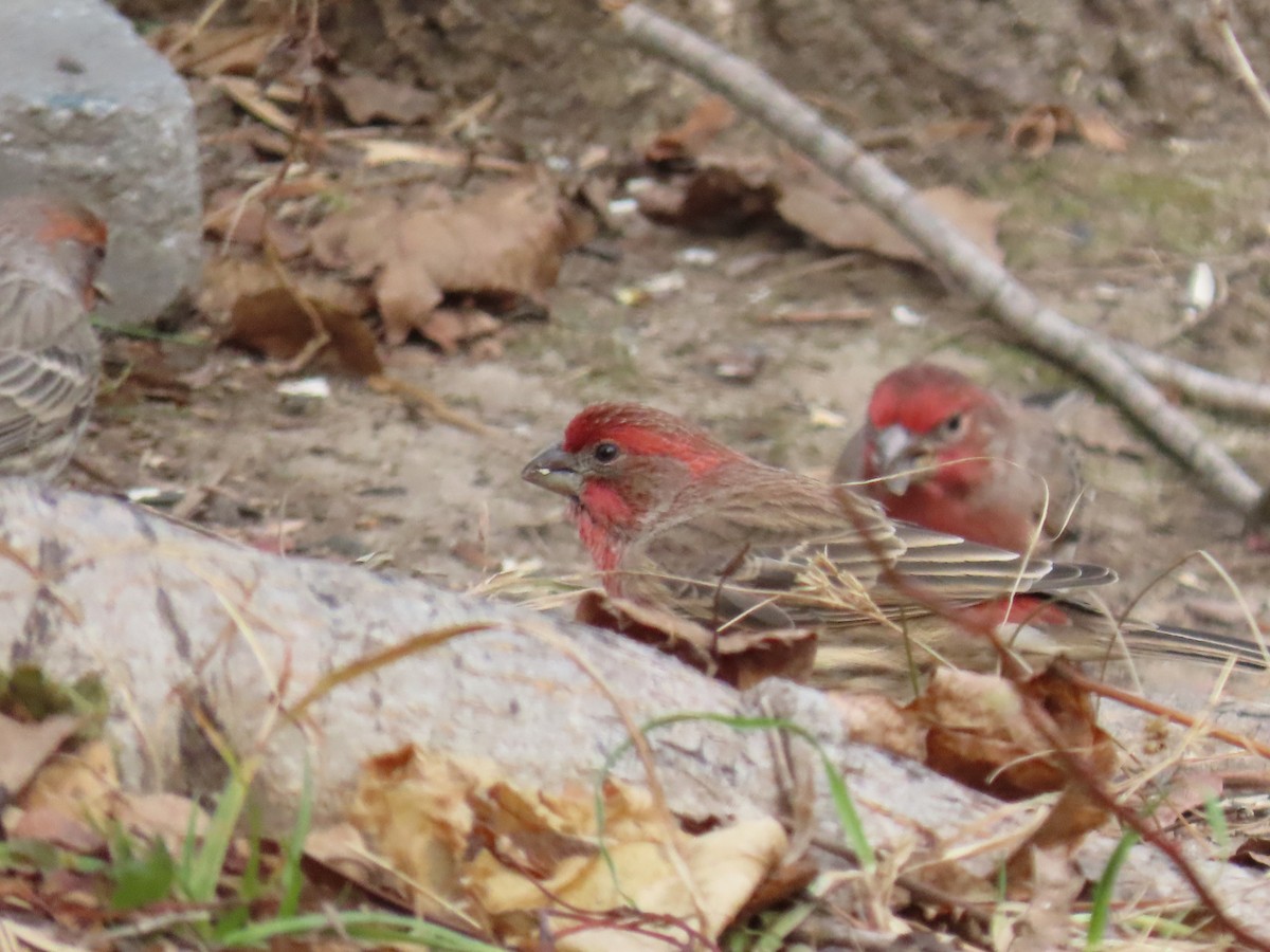 Burugorri arrunta - ML647612647