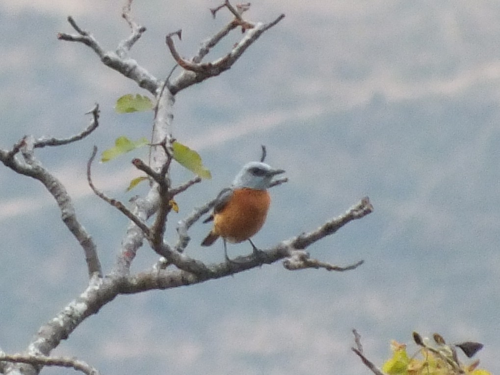 Miombo Rock-Thrush - ML647612648