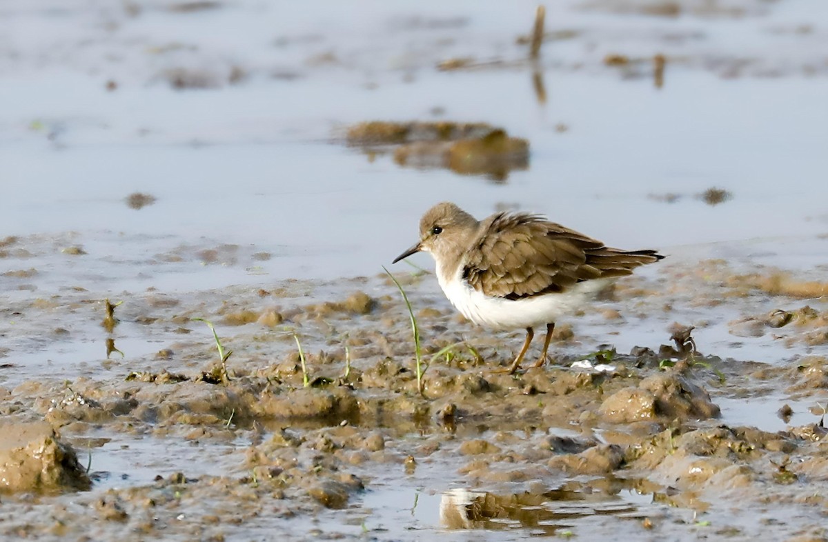 Temminck txirria - ML647612649