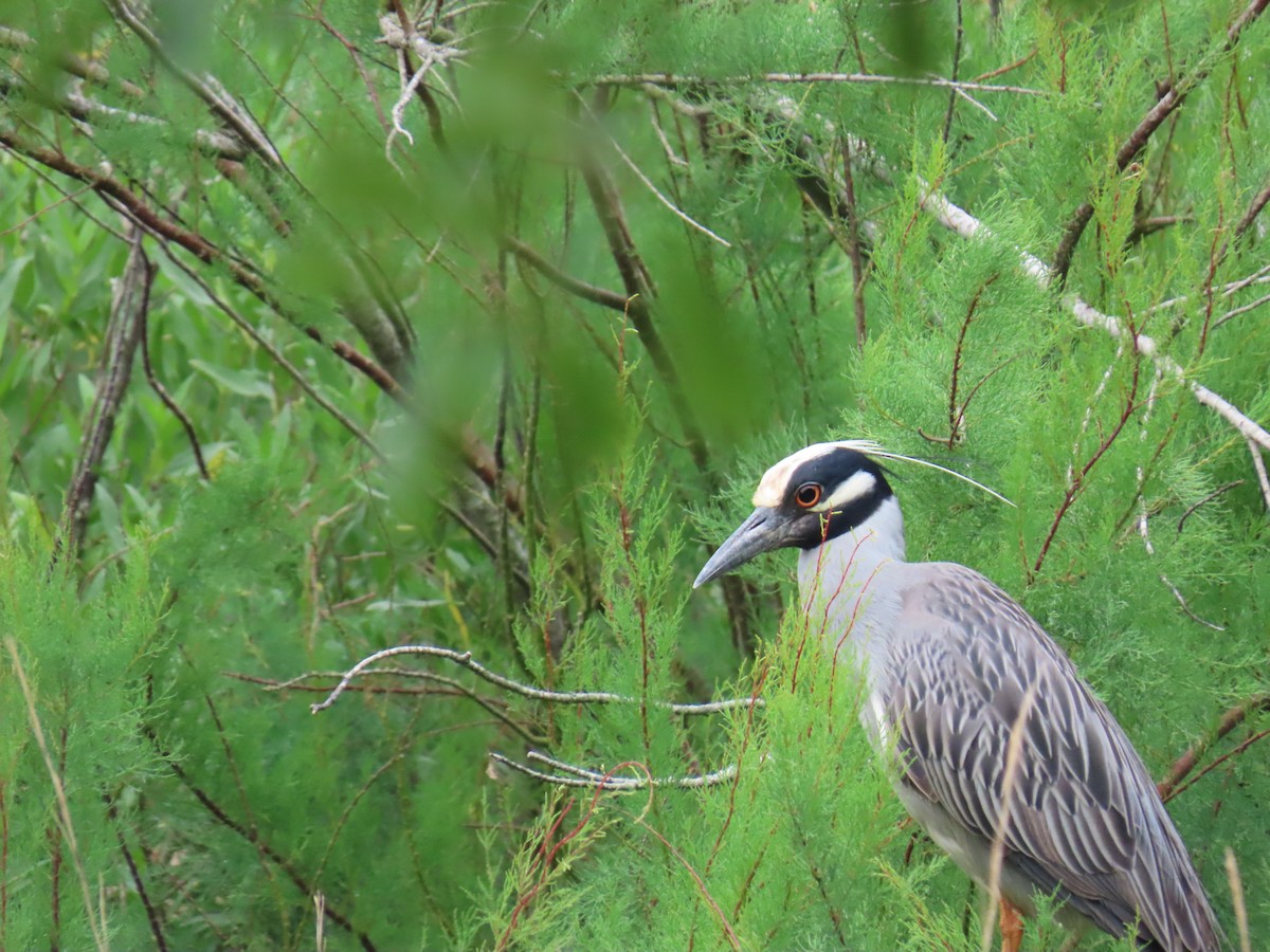 Yellow-crowned Night Heron - ML647612651