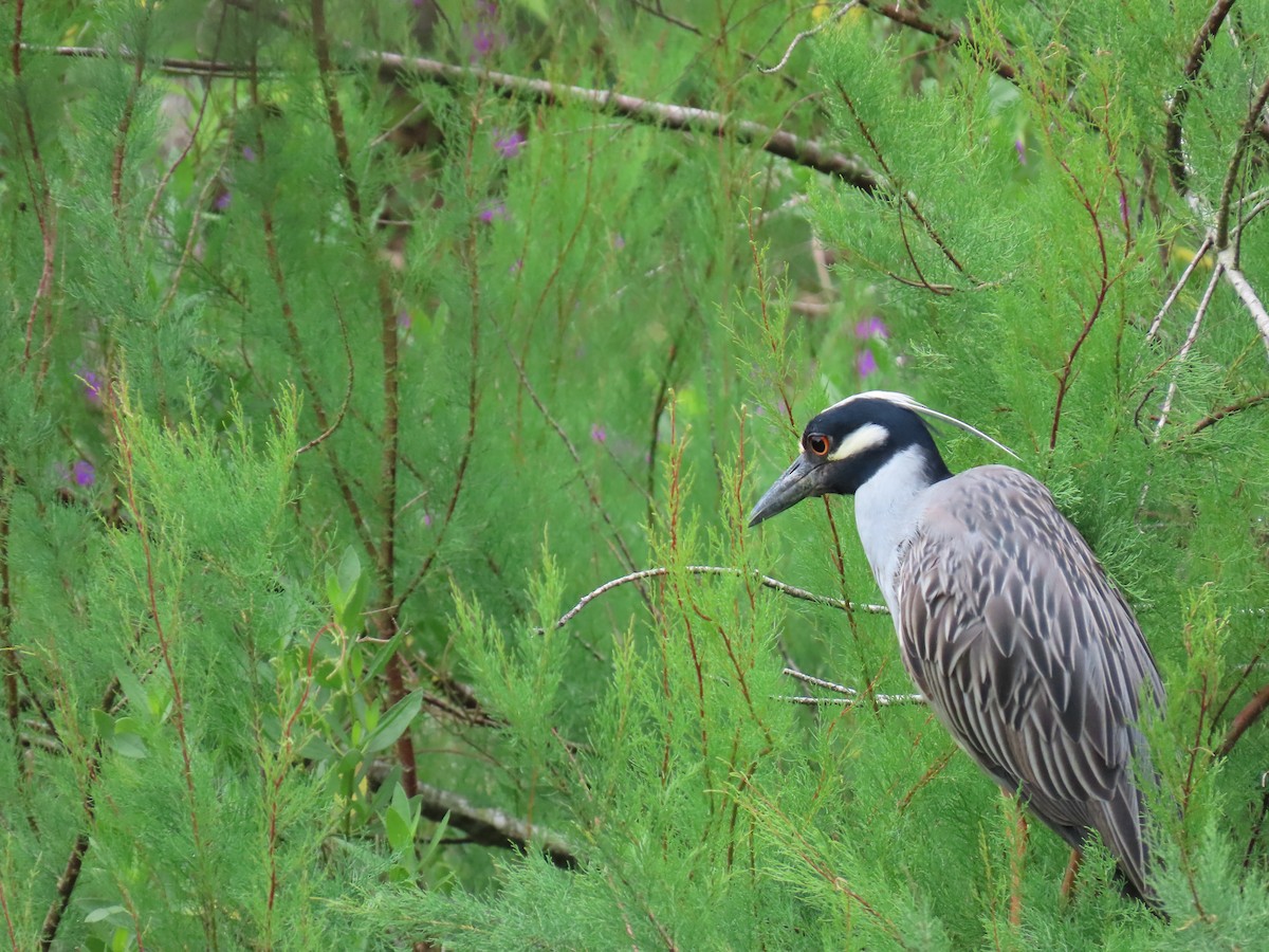 Yellow-crowned Night Heron - ML647612652