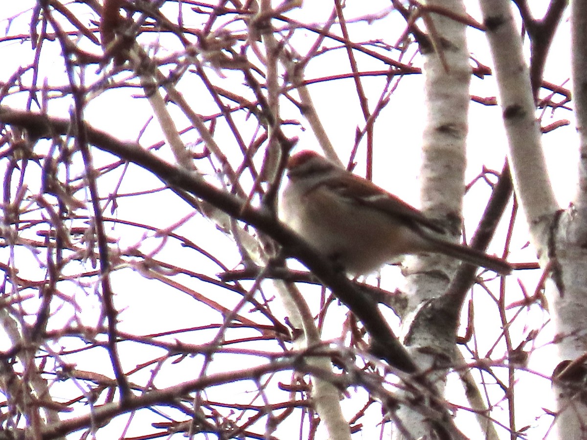 American Tree Sparrow - ML647612655