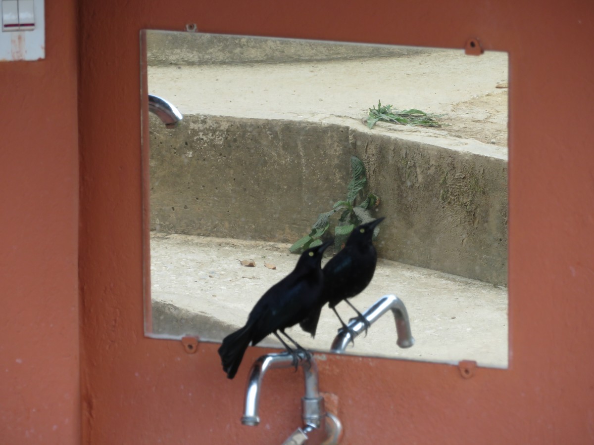 Great-tailed Grackle - ML647612657
