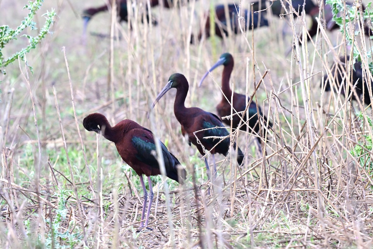 Beltzaran arrunta - ML647612658