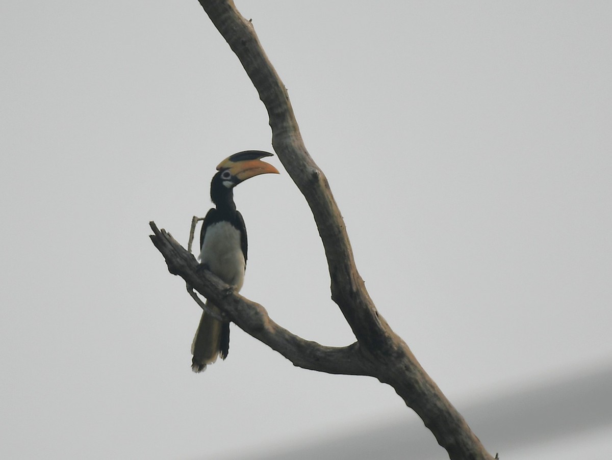 Cálao Coronado - ML647612678