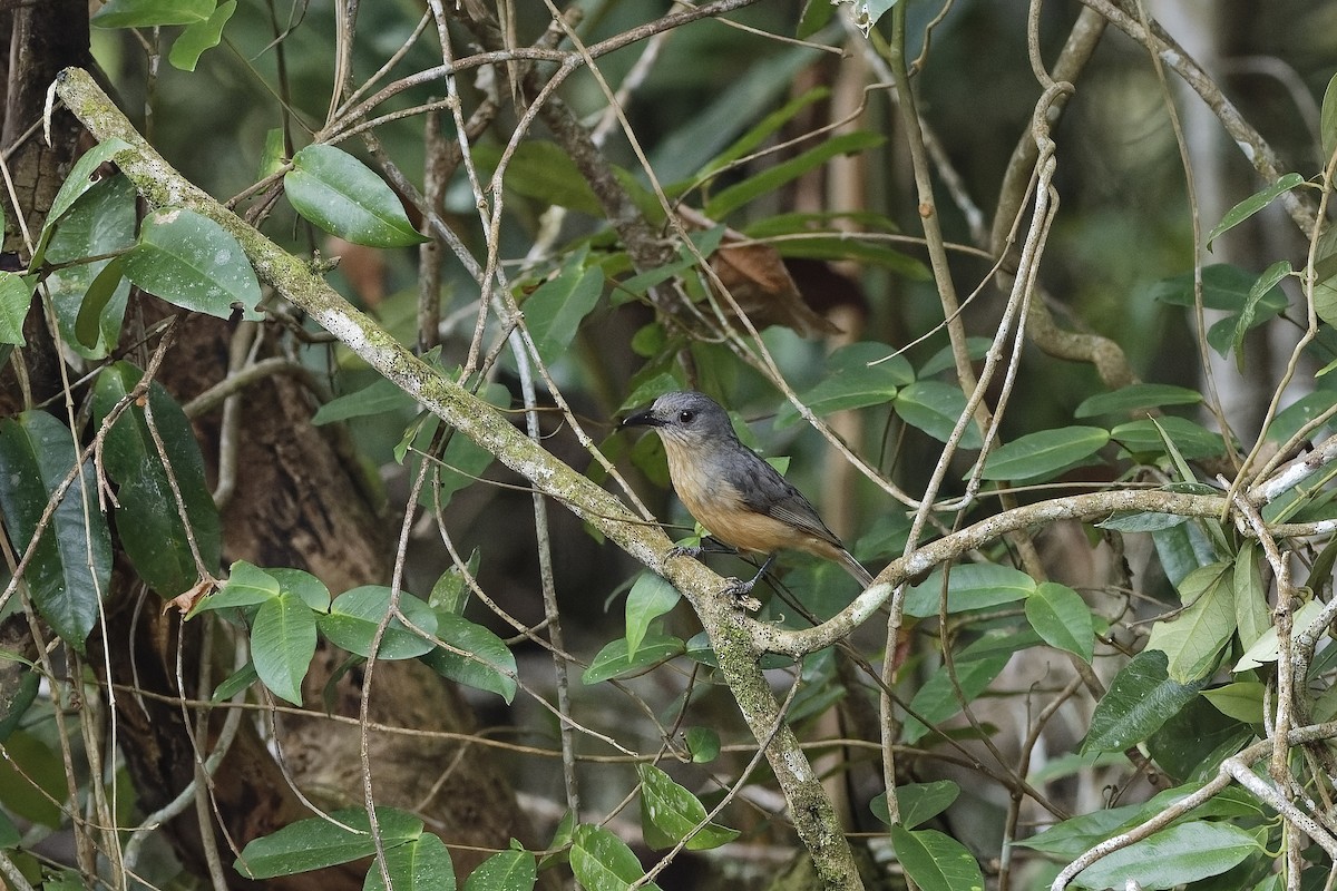 Bower's Shrikethrush - ML647612679