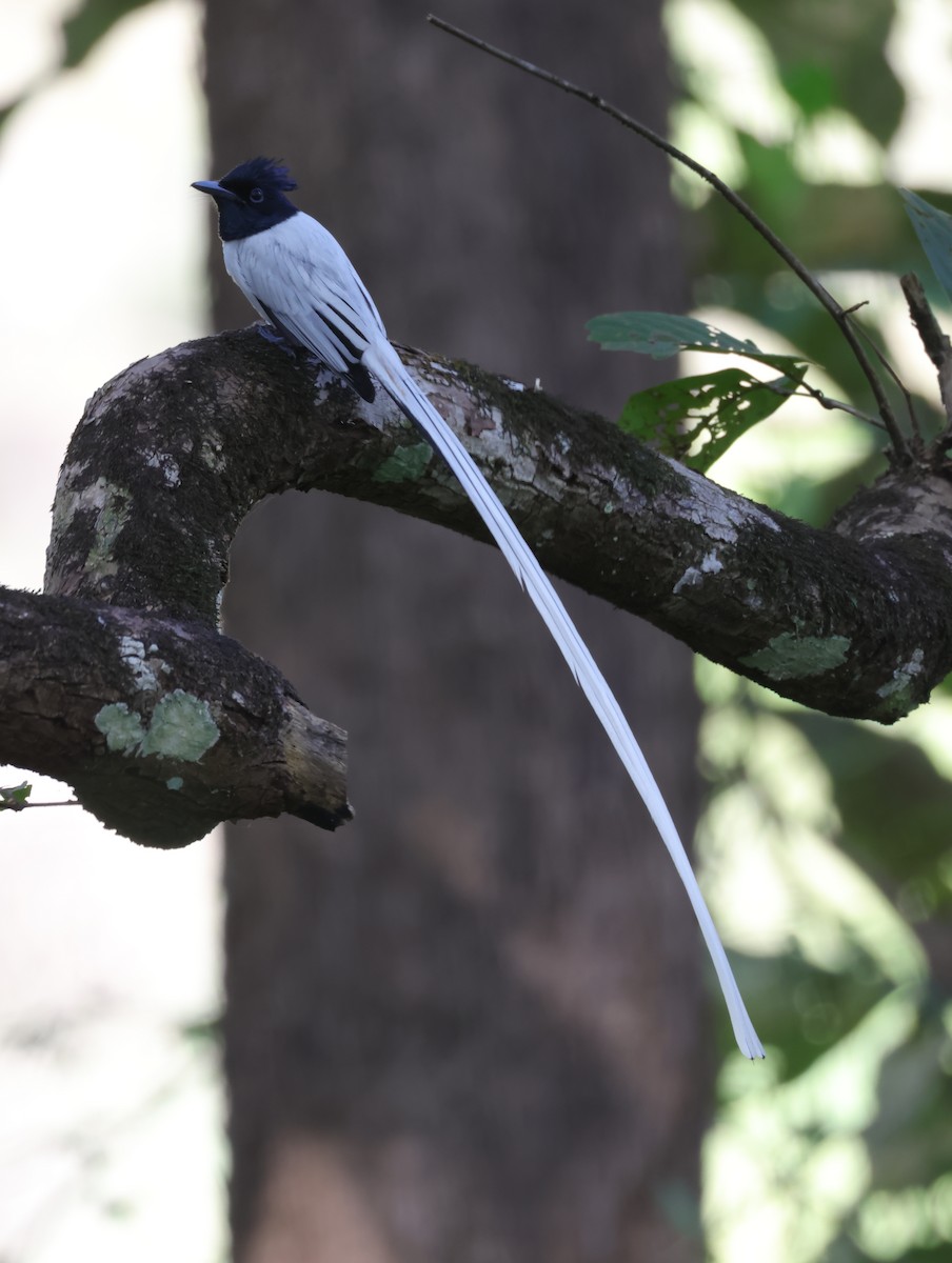 Indian Paradise-Flycatcher - ML647612682