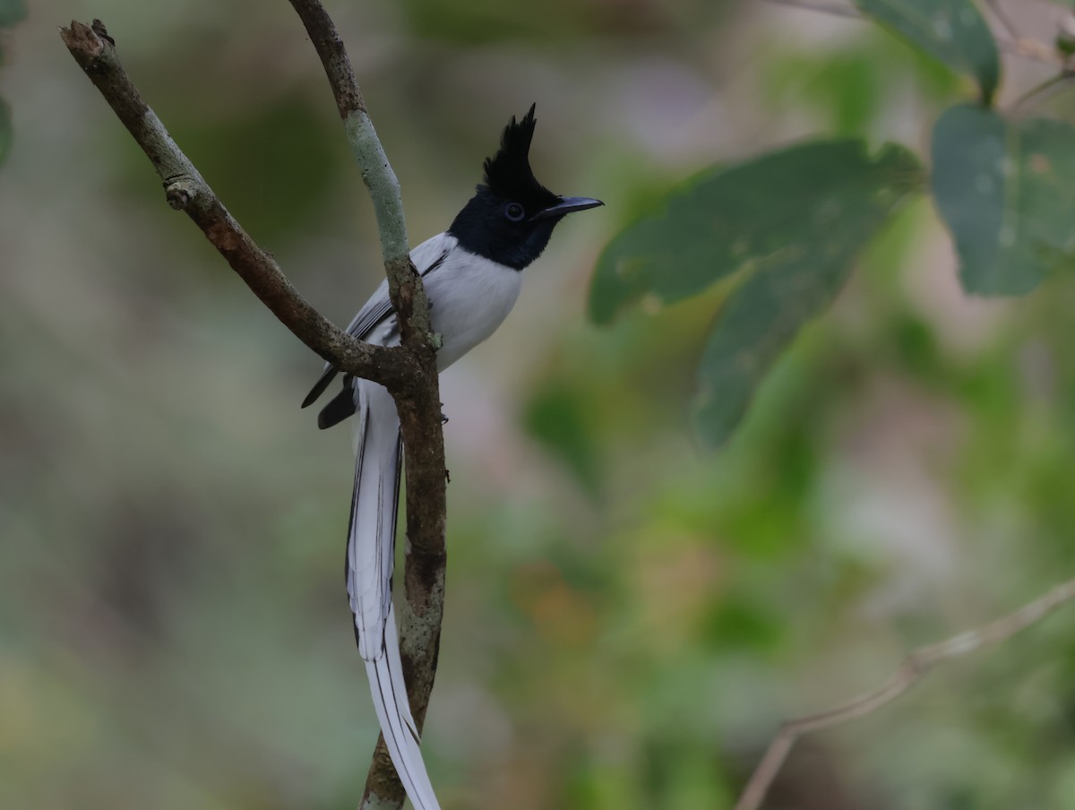 Indian Paradise-Flycatcher - ML647612683