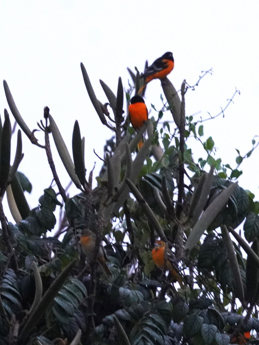 ボルチモアムクドリモドキ - ML647612696